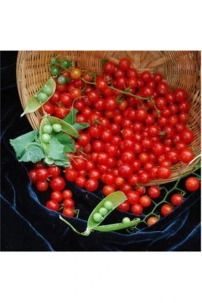 Muka Botanik Bezelye Domates Tohumu Ekim Seti - Resim 3