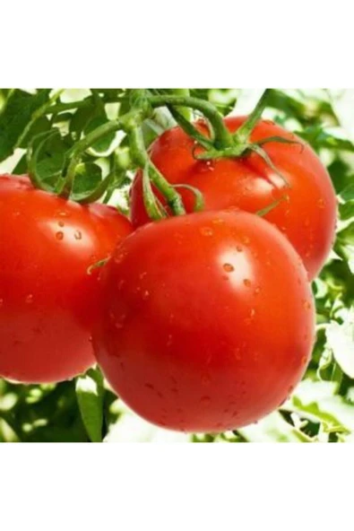 Muka Botanik Meşhur Falkon Domates Tohumu Ekim Seti - Resim 3