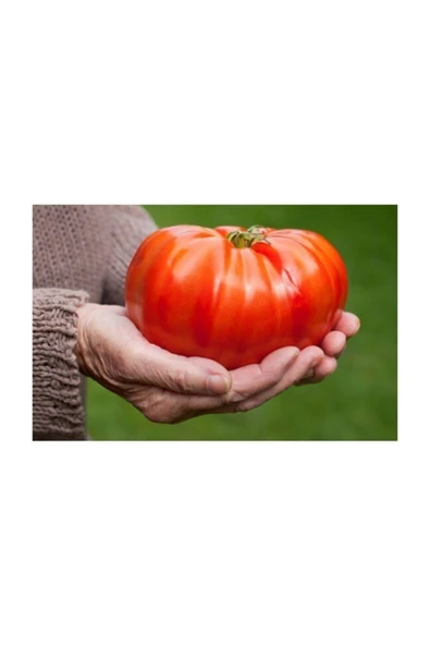 Muka Botanik Agrobazaar Dört Çeşit Domates 300 + Tohum ürün görseli