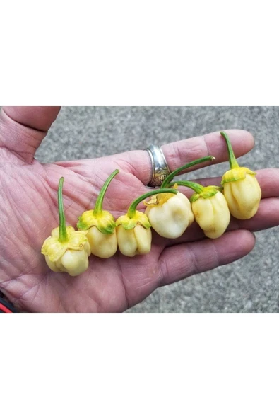 Muka Botanik 20 Adet White Biber Tohumu ürün görseli