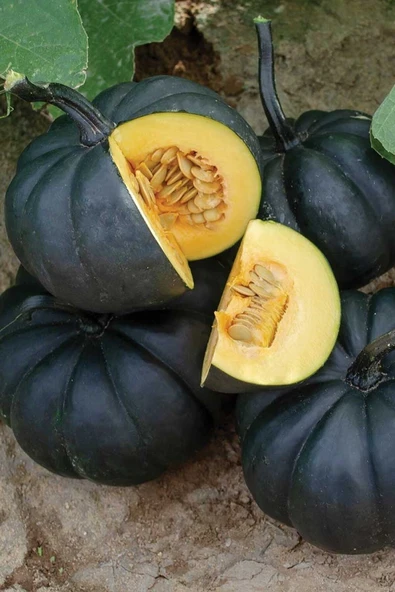 Muka Botanik Japon Siyah Bal Kabağı Tohumu / 10 Adet Tohum