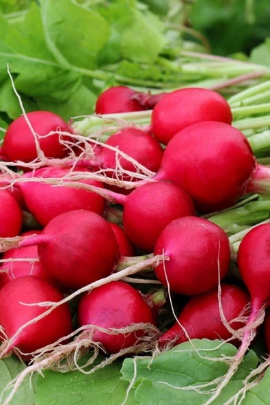 Muka Botanik Yerli Fındık Turp Tohumu / 40 Adet Turp Tohumu - Resim 4