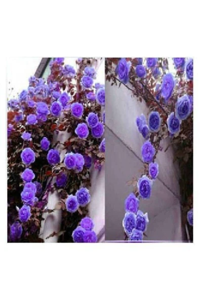 Muka Botanik 10 Adet Mor Sarmaşık Gül Tohumu ürün görseli