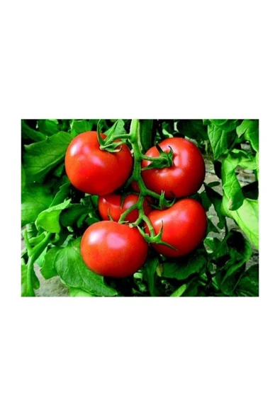 Muka Botanik Agrobazaar Geleneksel Çanakkale Domates Tohumu 25+ Tohum ürün görseli