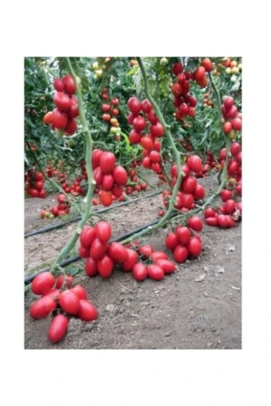 Muka Botanik Zeytin Cherry Domates Tohumu Ortalama 25+ Tohum ürün görseli