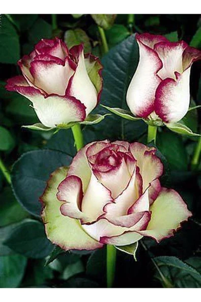 Muka Botanik 5 Adet Yeşil Hipnoz Gül Tohumu ürün görseli