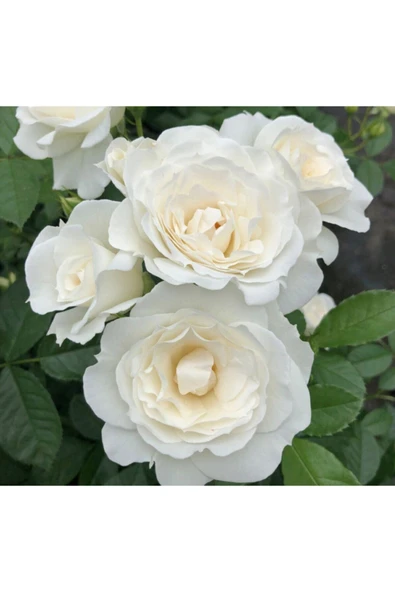 Muka Botanik 5 Adet Kar Beyazı Gül Tohumu ürün görseli