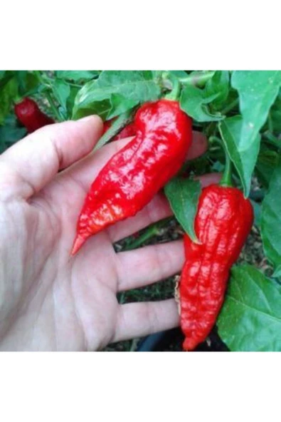 Muka Botanik Ithal But Jolokia Biber Tohumu Ekim Seti - Resim 5