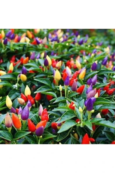 Muka Botanik Rengarenk Yediveren Süs Biberi Tohumu ürün görseli