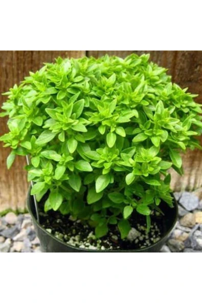 Muka Botanik Nadir Ithal Mis Kokulu Top Reyhan Tohumu Ekim Seti - Resim 4