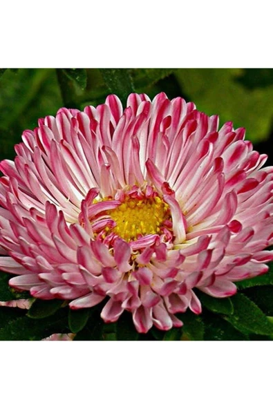 Muka Botanik 10 Adet Natural Aster Milady Pink Heirloom Tohumu - Resim 2
