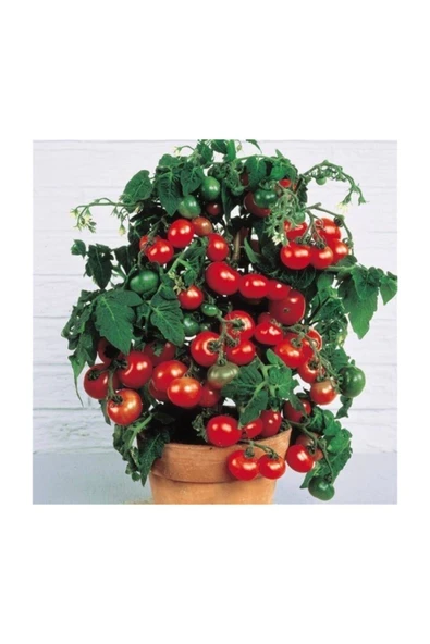 Muka Botanik Agrobazaar Red Robin Domates 10 Tohum ürün görseli