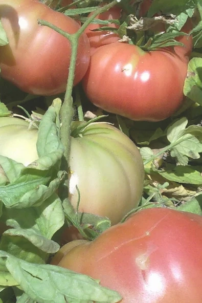 Muka Botanik Organik Pembe Domates Tohumu / 10+ Adet Tohum - Resim 5