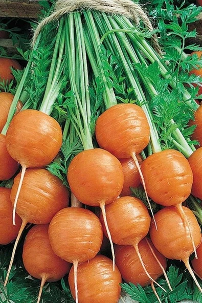 Muka Botanik Yerli Topak Havuç Tohumu / 40 Adet Havuç Tohumu ürün görseli