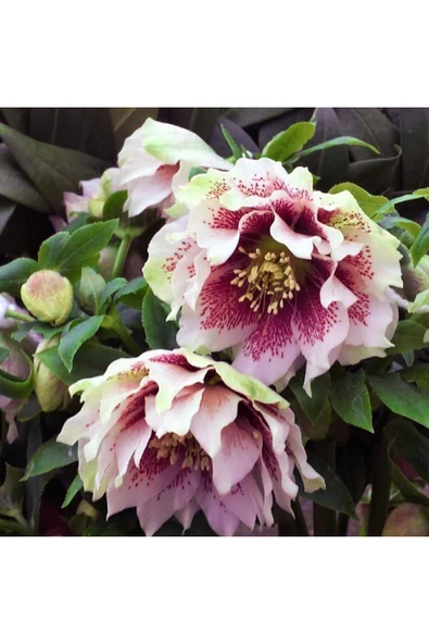 Muka Botanik 5 Adet Noel Gülü Tohumu ürün görseli