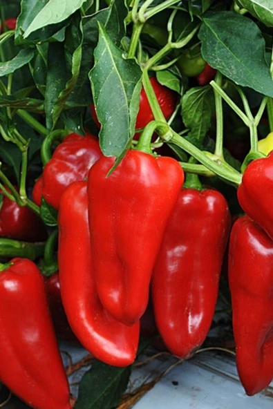 Muka Botanik Kırmızı Tatlı Kapya Biber Tohumu / 20+ Adet Tohum - Resim 2