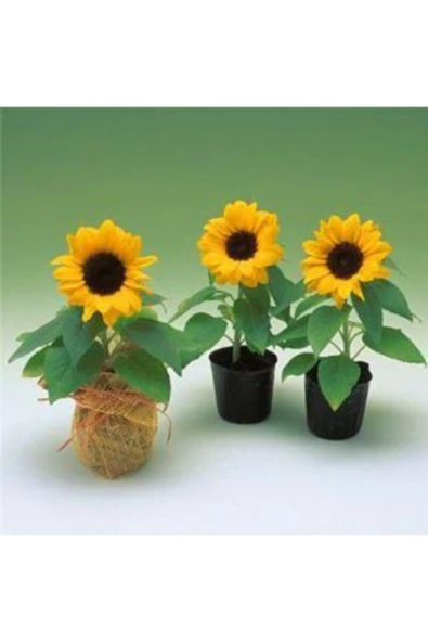 Muka Botanik Süs Ayçiçeği Tohumu Ekim Seti - Resim 5