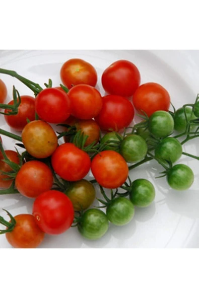 Muka Botanik Tess Land Race Currant Domates Tohumu ürün görseli