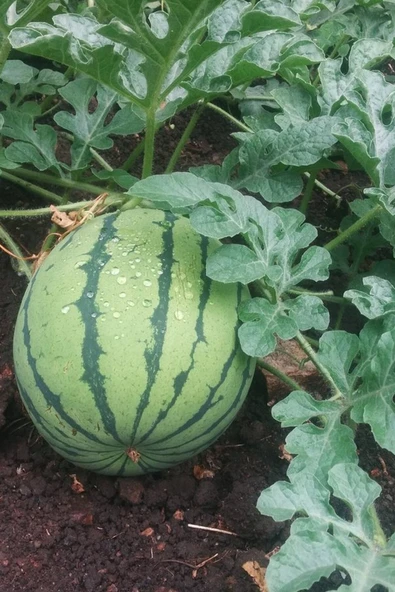 Muka Botanik Ithal Sarı Karpuz Tohumu / 10+ Adet Tohum - Resim 5