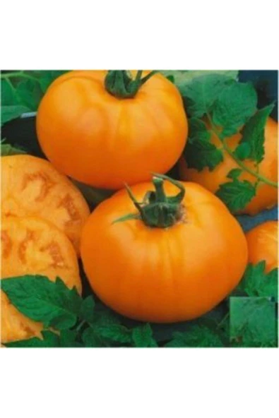 Muka Botanik Dev Italyan Turuncu Pileli Domates Tohumu Ekim Seti - Resim 4