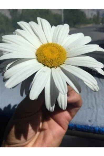 Muka Botanik Nadir Ithal Dev Alaska Papatyası Tohumu Ekim Seti - Resim 2