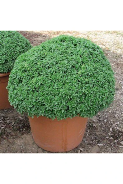 Muka Botanik Nadir Ithal Mis Kokulu Top Reyhan Tohumu Ekim Seti - Resim 3