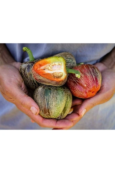 Muka Botanik Dieghito Jalepeno Biber Tohumu ürün görseli
