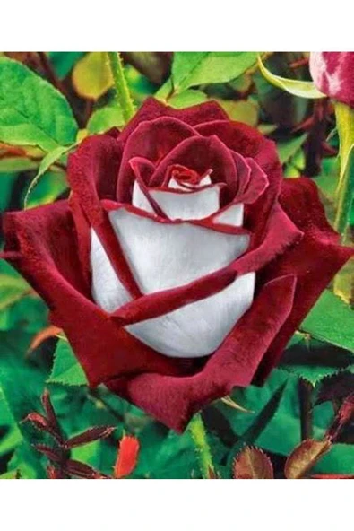 Muka Botanik 5 Adet Türk Gülü Tohumu ürün görseli