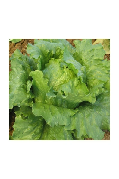 Muka Botanik Göbekli Iceberk Marul Tohumu 200 Adet Tohum Iceberc - Resim 2