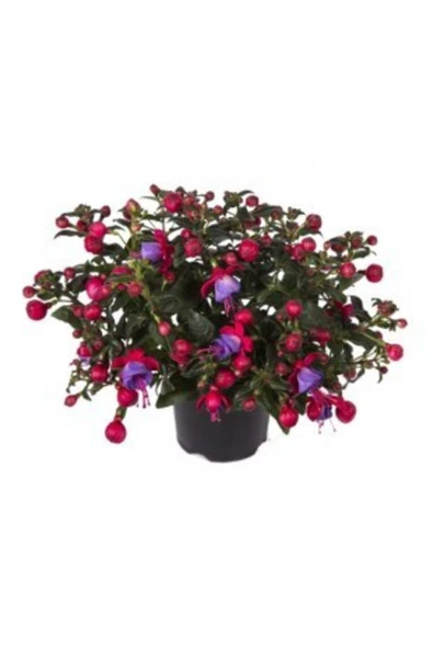 Muka Botanik Mor Küpeli Çiçeği Tohumu Ekim Seti 5 - Resim 3