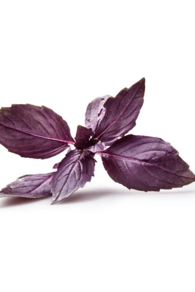 Muka Botanik Geniş Yaprak Mis Kokulu Mor Reyhan Tohumu Ekim Seti - Resim 5