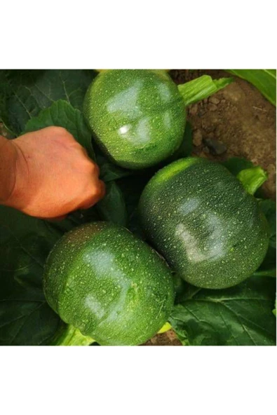 Muka Botanik Nadir Dolmalık Yeşil Kabak Tohumu Ekim Seti - Resim 2