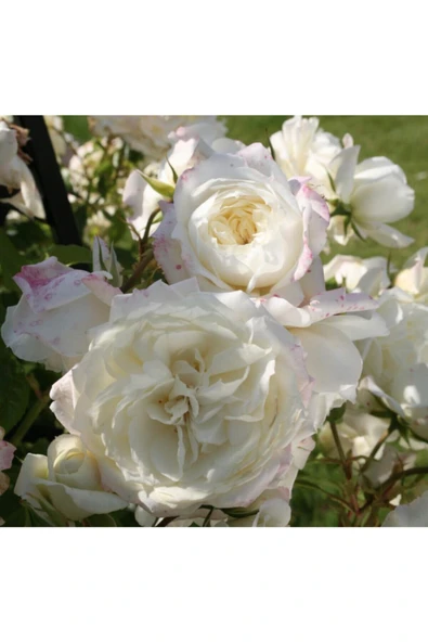 Muka Botanik 5 Adet Beyaz Alaska Gül Tohumu ürün görseli