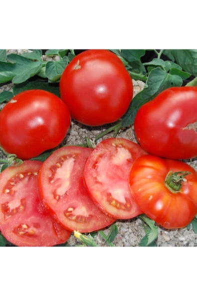 Muka Botanik 20 Adet John Baer Domates Tohumu ürün görseli