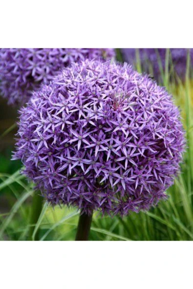 Muka Botanik Dev Allium Tohumu Ekim Seti - Resim 5