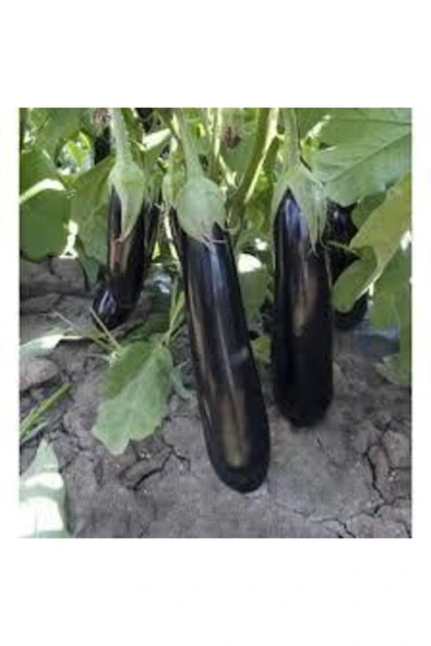 Muka Botanik Yerli Kemer Patlıcan Tohumu 40 Adet ürün görseli