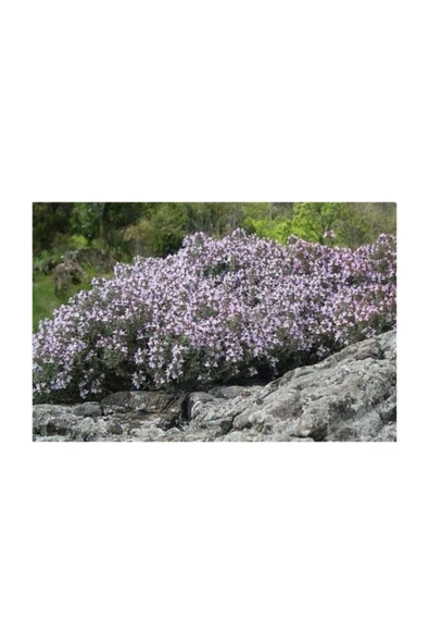 Muka Botanik Eko Paket 250 Adet Tohum Aromatik Dağ Kekiği Tohumu Kekik Tohumu - Resim 3