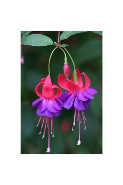 Muka Botanik Mor Küpeli Çiçeği Tohumu Ekim Seti 5 - Resim 2