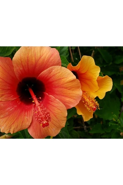 Muka Botanik 20 Adet Orange Hibiscus Mutabilis Tohumu ürün görseli