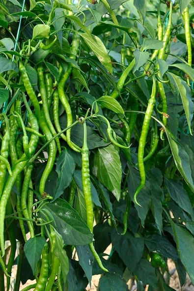 Muka Botanik Sivri Tatlı Kıl Biber Tohumu 100 Adet - Resim 4