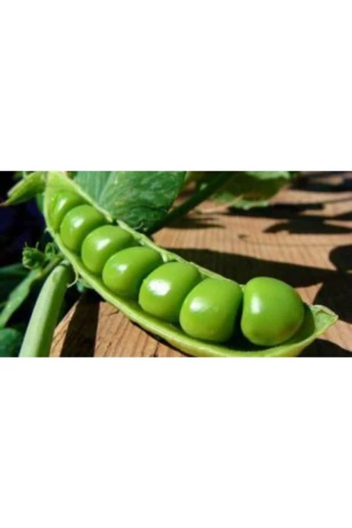 Muka Botanik Bezelye Tohumu Ekim Seti - Resim 3