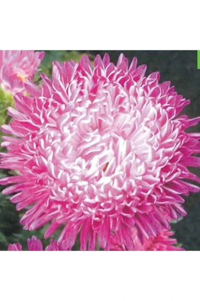 Muka Botanik 10 Adet Natural Aster Milady Pink Heirloom Tohumu - Resim 3