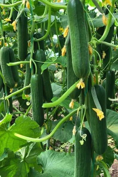 Muka Botanik Çengelköy Çıtır Salatalık Tohumu / 10+ Adet Tohum - Resim 3