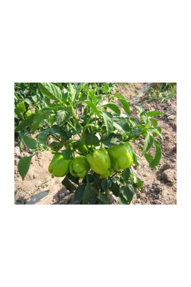 Muka Botanik Dolmalık Biber Tohumu 40 Adet Tohum - Resim 3