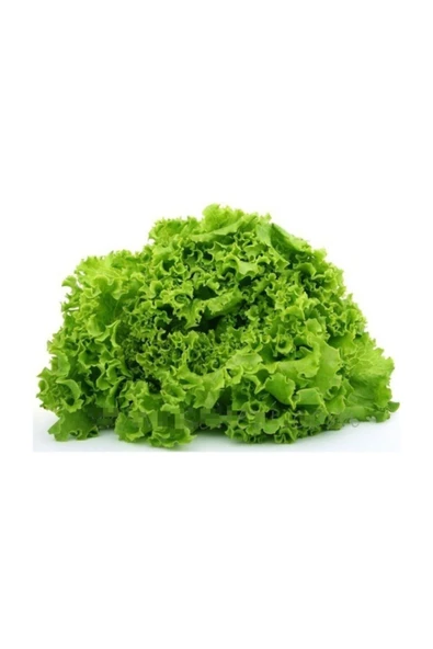 Muka Botanik Erkenci Kıvırcık 2000 + Adet Tohum ürün görseli