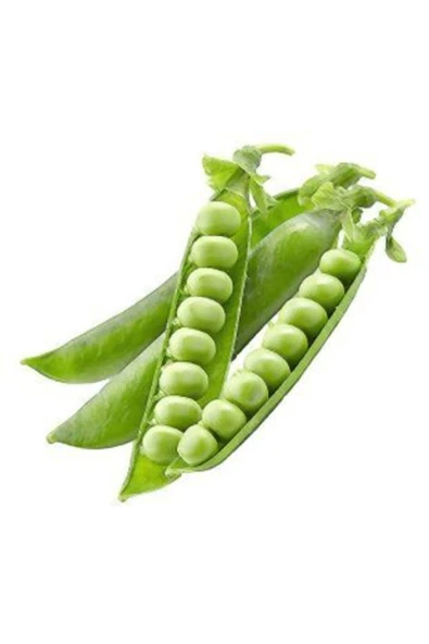 Muka Botanik Bezelye Tohumu Ekim Seti - Resim 2