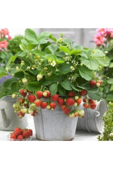 Muka Botanik 4 Mevsim Yediveren Çilek Tohumu Ekim Seti - Resim 5