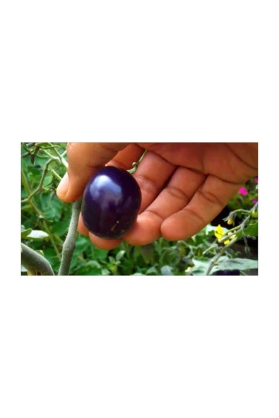 Muka Botanik Nadir Ithal Mor Domates Tohumu 10 Adet Tohum - Resim 4