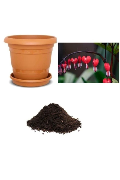 Muka Botanik Ithal Kırmızı Dicentra Çiçeği Tohumu Ekim Seti ürün görseli