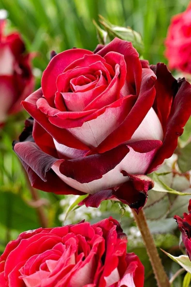 Muka Botanik 5 Adet Osiria Kırmızı Beyaz Gül Tohumu ürün görseli